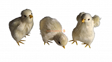 Цыпленок (лапки) в ассортименте во Советском